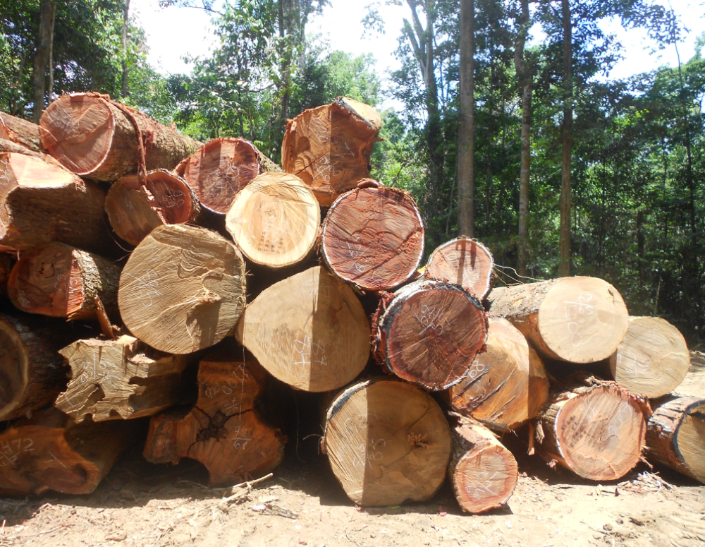 Insegurança jurídica é o maior desafio para aumentar investimentos em negócios com florestas nativas